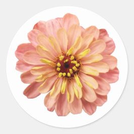 Adesivo Zinnias Floral Flor Natureza Fotografia