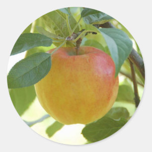 Adesivos Apple Prima