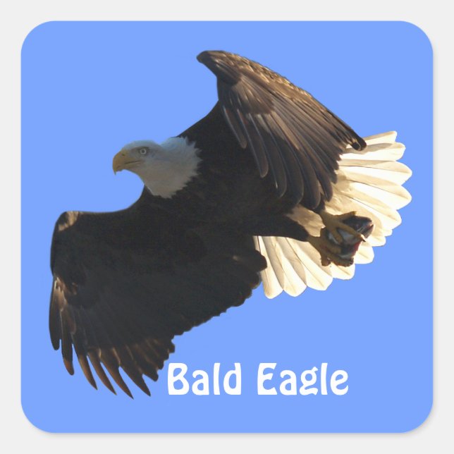 Adesivos Bald Eagle (Frente)