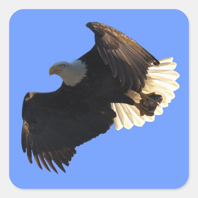 Adesivos Bald Eagle (Frente)