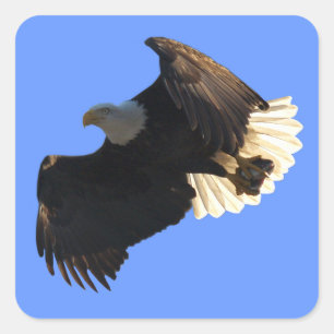 Adesivos Bald Eagle