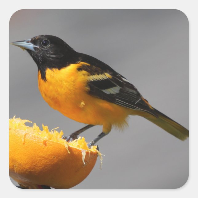 Adesivos Baltimore Oriole (Frente)