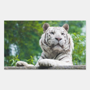 Adesivos brancos Tigre