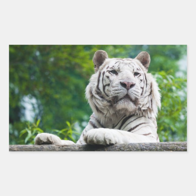 Adesivos brancos Tigre (Frente)