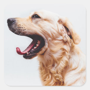 Adesivos Cães Cachorros Cachorros 6