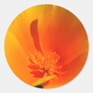 Adesivos California Poppy