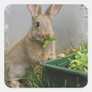 Adesivos Cottontail Rabbit