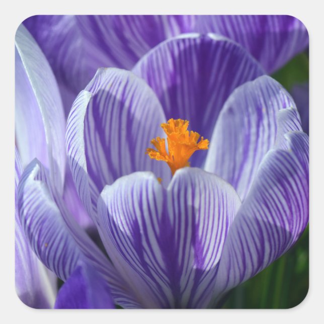 adesivos crocus (Frente)