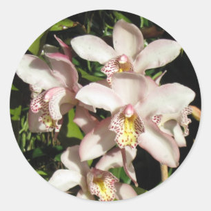 Adesivos Cymbidium Orchids