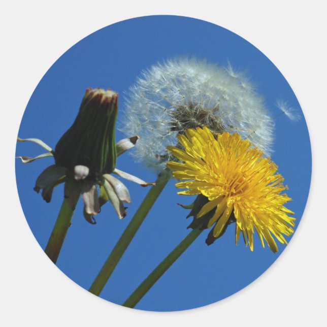 Adesivos Dandelion (Frente)