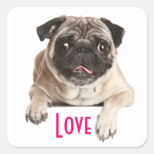 Adesivos de Boas Vindas de Cachorrinho Pug