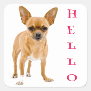 Adesivos de Boas Vindas de Cachorro Chihuahua Filh
