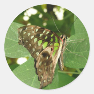 Adesivos de borboletas verdes e iridescentes tropi