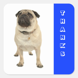 Adesivos de Cachorrinho Pug de Agradecimento