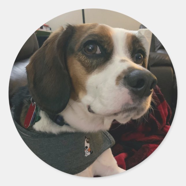 Adesivos de cachorro Beaglier- Beagle Bae Bea Stre (Frente)