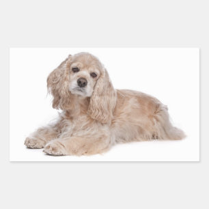 Adesivos de Cachorro da Raça Cocker Spaniel Filhot