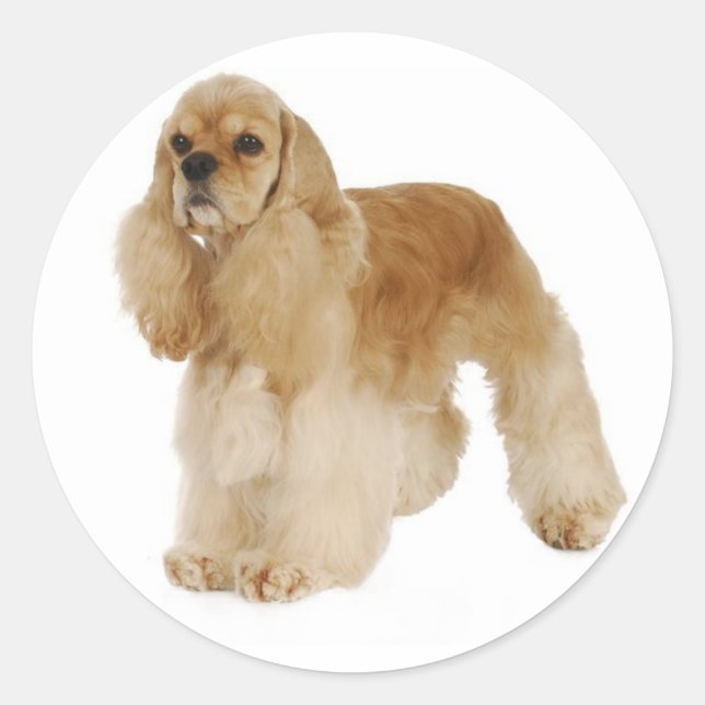 Adesivos de Cachorro da Raça Cocker Spaniel Filhot (Frente)