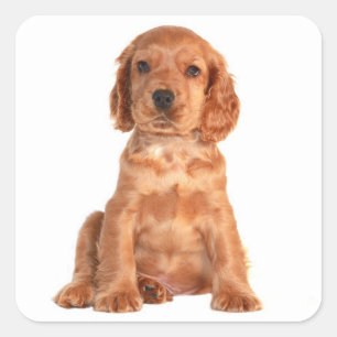 Adesivos de Cachorro da Raça Cocker Spaniel Filhot