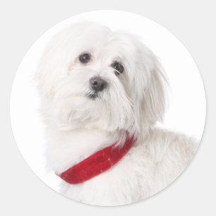 Adesivos de Cachorro de Cachorro Bichon Frise Bran