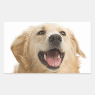 Adesivos de Cachorro Feliz da Raça Golden Retrieve