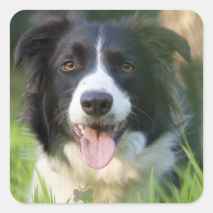 Adesivos de Cachorro Filhote Border Collie Preto e