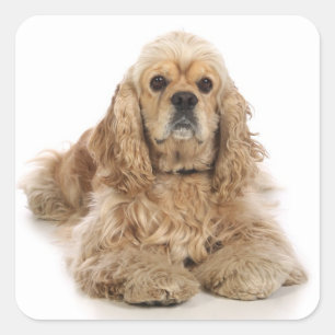Adesivos de Cachorro Filhote Cocker Spaniel Amor