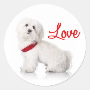 Adesivos de Cachorro Filhote de Bichon Frise Branc