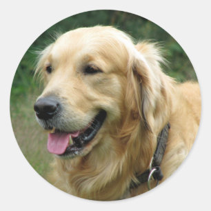 Adesivos de Cachorro Filhote Golden Retriever Amor