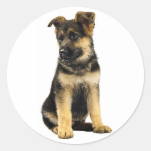 Adesivos de Cachorro Filhote Pastor Alemão Amor