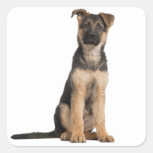 Adesivos de Cachorro Filhote Pastor Alemão Amor