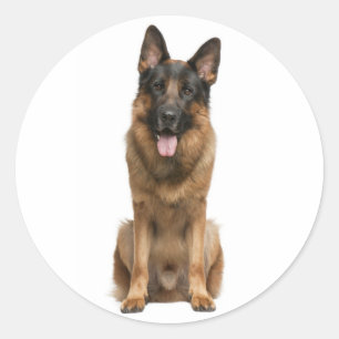 Adesivos de Cachorro Filhote Pastor Alemão Amoroso