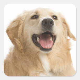 Adesivos de Cachorro Filhote Retriever Dourado Amo