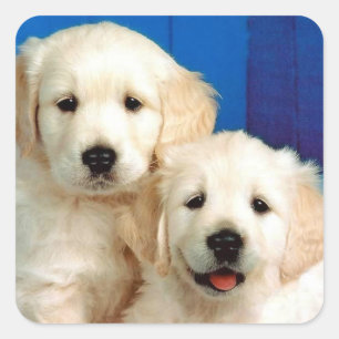 Adesivos de Cachorro Filhote Retriever Dourado Amo