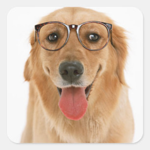 Adesivos de Cachorro Filhote Retriever Dourado Amo