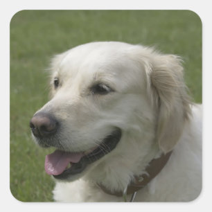 Adesivos de Cachorro Filhote Retriever Dourado Amo