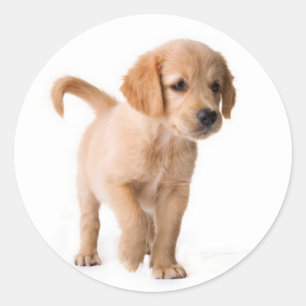 Adesivos de Cachorro Filhote Retriever Golden