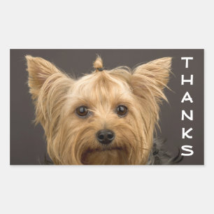 Adesivos de cachorro filhote Yorkshire Terrier