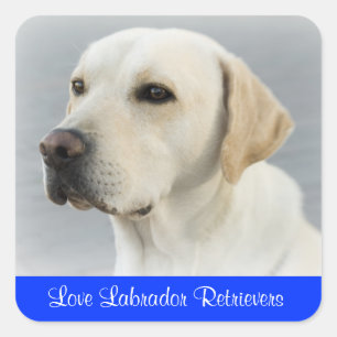 Adesivos de Cachorro Labrador Retriever Fofos