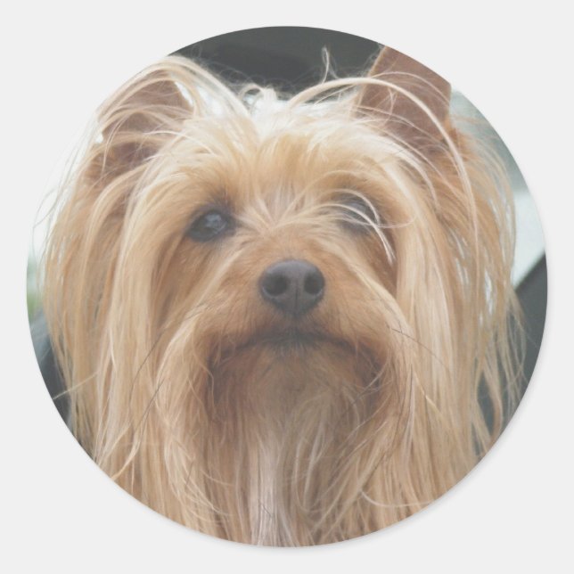 Adesivos de cães bonitos (Frente)