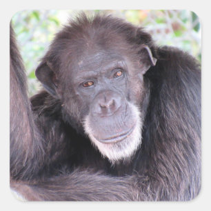 Adesivos de Chimpanzé