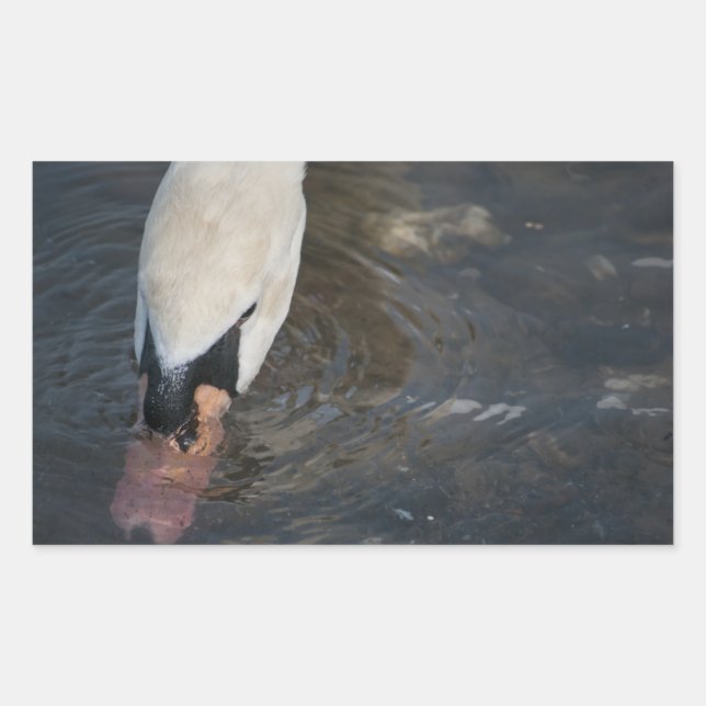 Adesivos de Cisne (Frente)