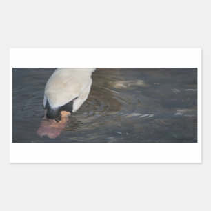 Adesivos de Cisne
