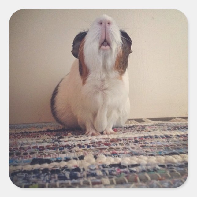 adesivos de cobaia-margarida (Frente)