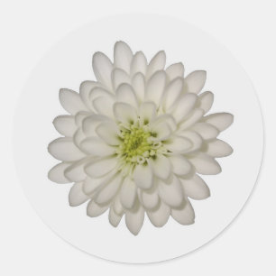 Adesivos de crisântemo branco
