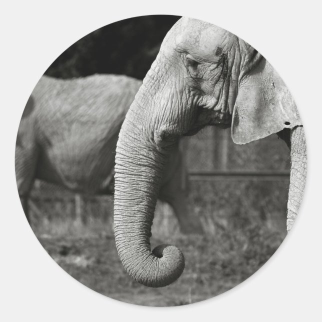 Adesivos de Elefantes Asiáticos (Frente)