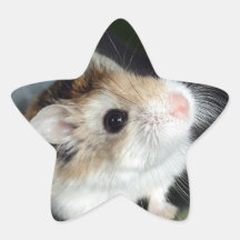 Adesivos de Estrela de Hamster Fofo