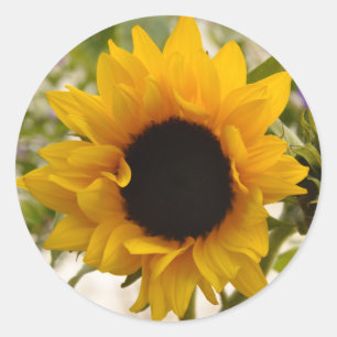 Adesivos de Flor Girassol Amarela