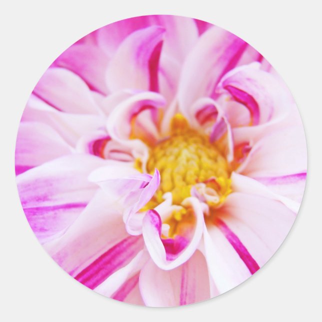 Adesivos de Flores Dahlia Rosas Florais de Dahlia (Frente)