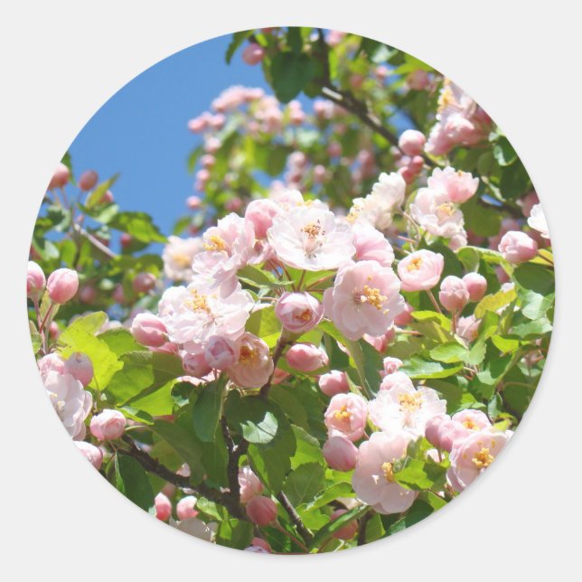 Adesivos de Flores de Árvore Rosa Envelope selos P (Frente)