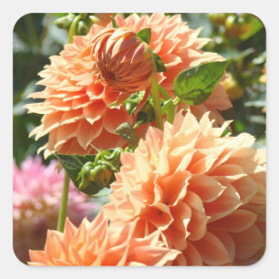 Adesivos de flores de dália laranja selos de envel